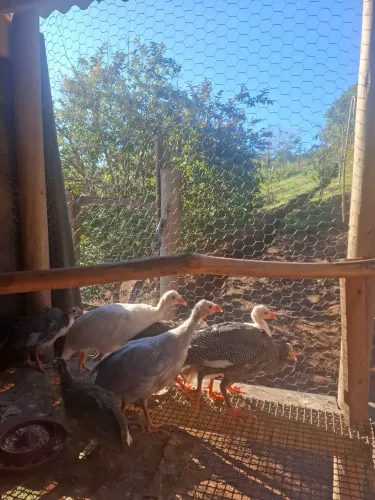 Vendo angolas