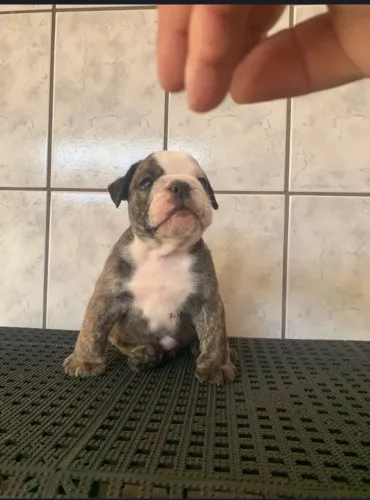 Doação buldogues filhotes