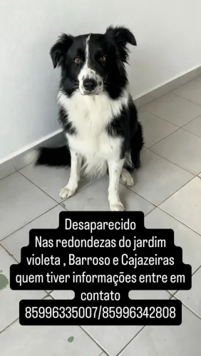 Borde collie