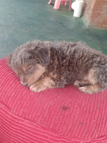 Shitzu com poodle-toy 