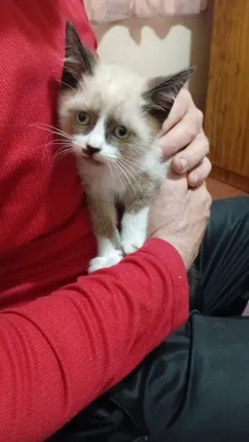 doa se gatinhos