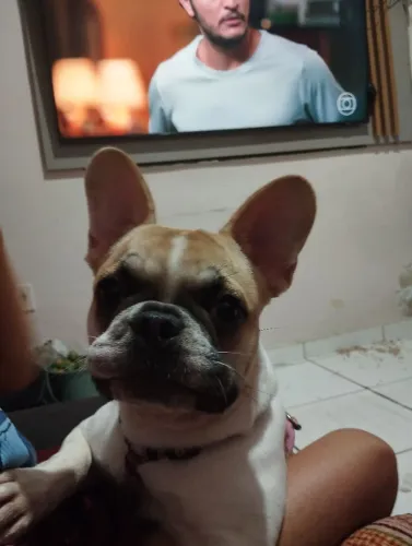 Vende-se uma bulldog francês