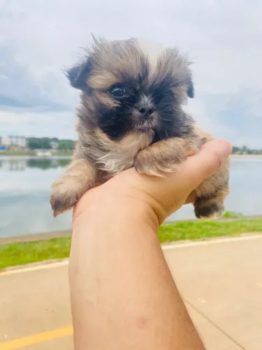 MACHO 