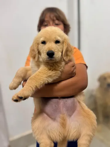 Último filhote de Golden Retriever macho 1100