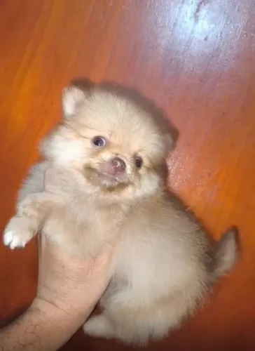 Lulu da pomerania - macho 