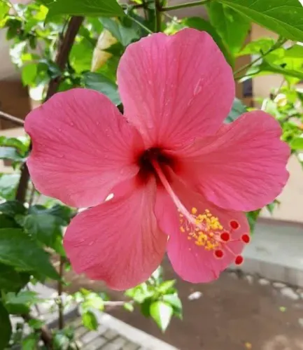 Precisa-se de doméstica que saiba cozinhar