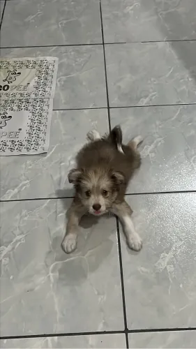 Doação de cachorra 