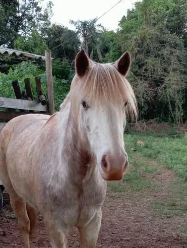 Cavalo crioulo oveiro