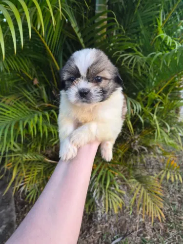 Shitzu macho tricolor
