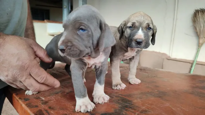Filhotes cachorros Fila