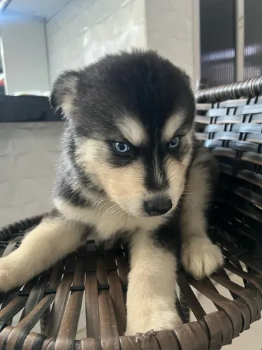 VENDE-SE HUSKY