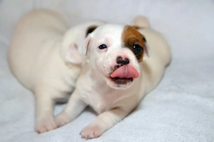 Jack Russel Terrier | Filhotes cheios de energia- Chama no WhatsApp