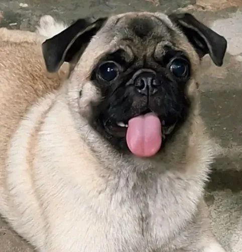 Pug Fêmea Legítima procura NAMORADO!