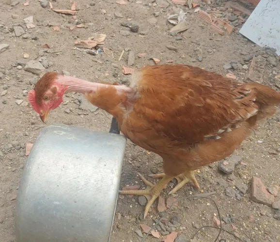 Venda de frango...