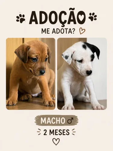 Cães para adoção macho, 2 meses, sem raça definida