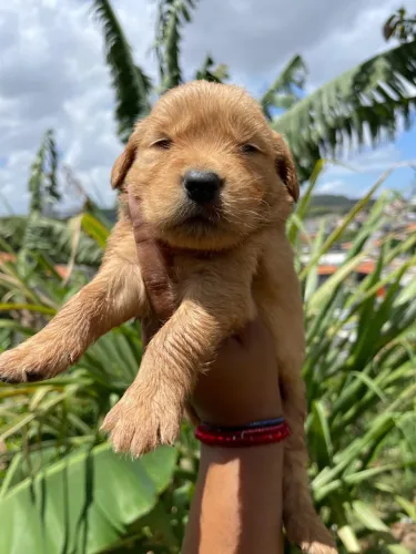 Perfil de cão para quem busca presença e companhia