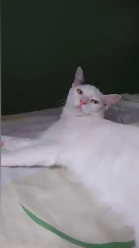 Doação de lindo gato castrado menos de 01 amo de idade