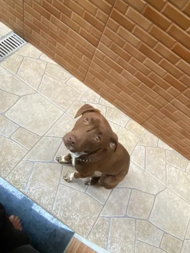Doando lindo cachorro
