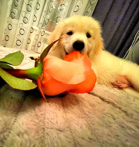 Golden Retriever Um dog especial para quem valoriza amor de verdade