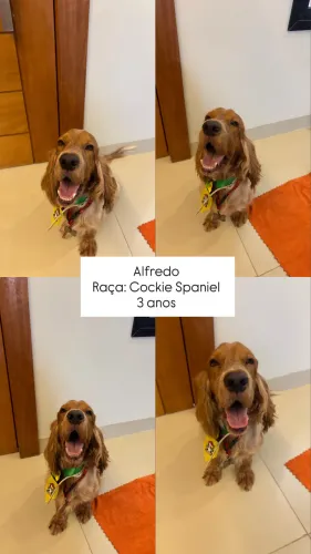 COCKER SPANIEL 