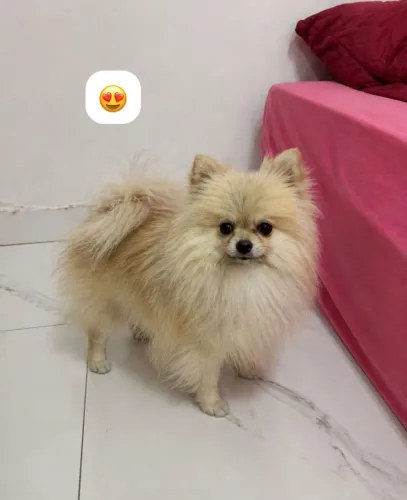 Spitz Alemã Adulta