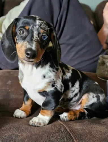 Basset teckel lindo e saudavel