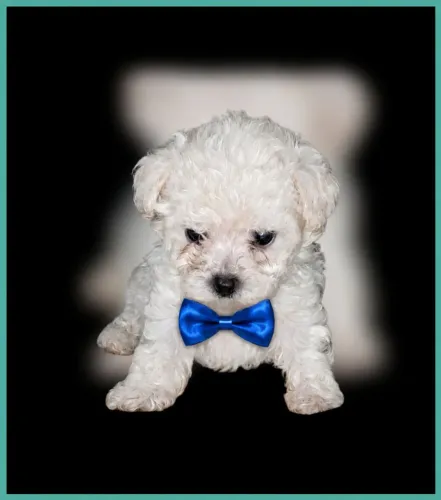 Micro toy poodle