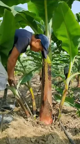 Mudas de banana prata, maçã, pacovan, manga cheirosa, capim santo, erva cideira, acerola.