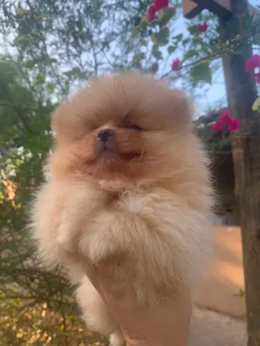 Lulu da Pomerania fêmea