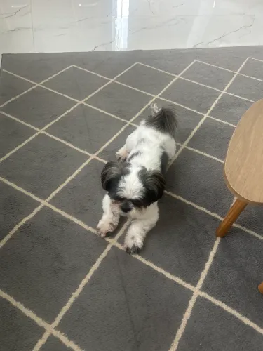 Shiih tzu manso