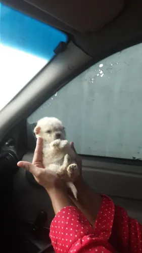 Fofinhos filhotes de poodle toy 