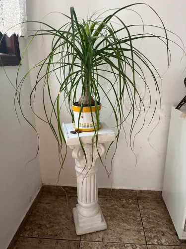 Planta para de elefante