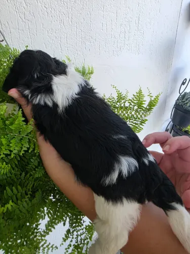 Filhotes de shiatsu com pedigree
