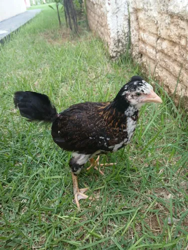 Estou vendendo esses 3 bichos. Sendo 2 fêmeas e 1 macho.