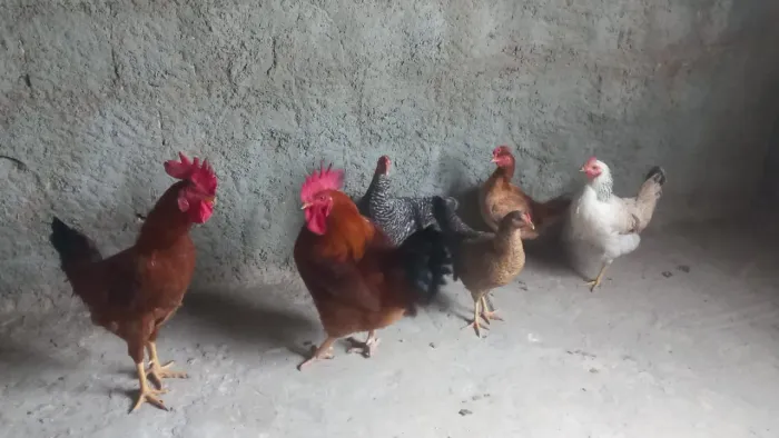 Galinhas