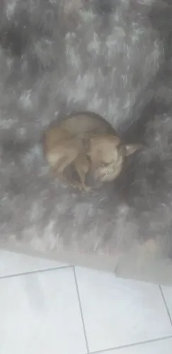 Tô vendendo por 250 da raça pinscher puro macho Pitoco todo caramelo 991 37-0090 vacinado