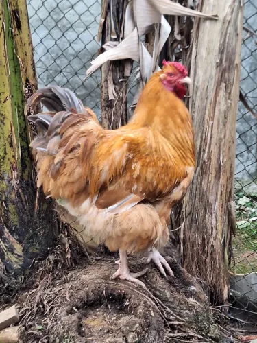 Galo Caipira Raca Orpington