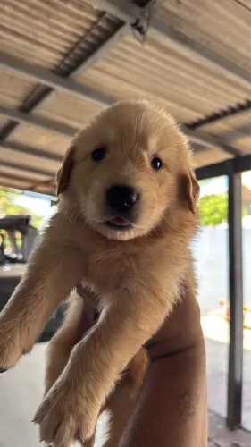 Filhotes Golden Retrivier