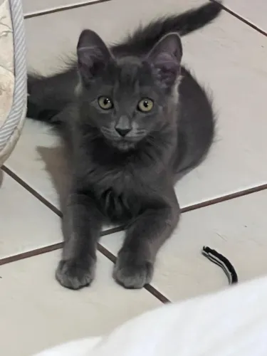 Gatinho angorá turco