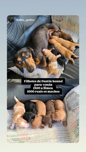 Filhotes de salsichinha