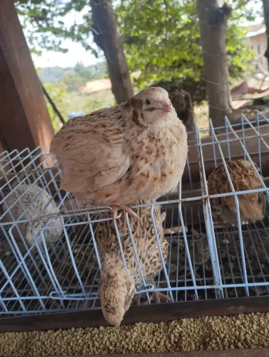 Vendo ou troco gaiola 3 andar com codornas gigantes 