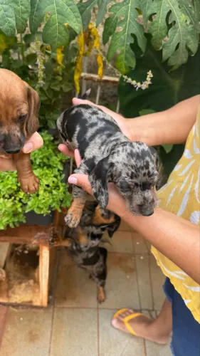 Filhote fêmea Basset Daschund Alerquim anão