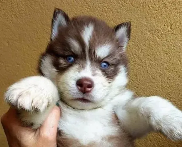 Husky no ar livre