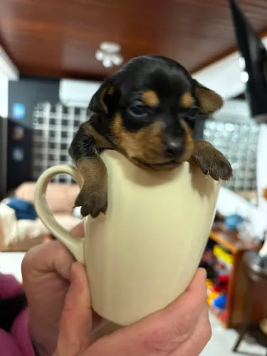 Vendo Pinscher