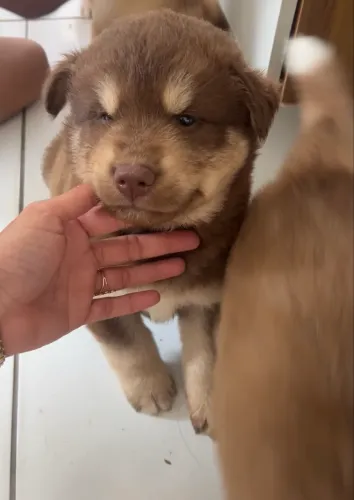 Husky siberiano