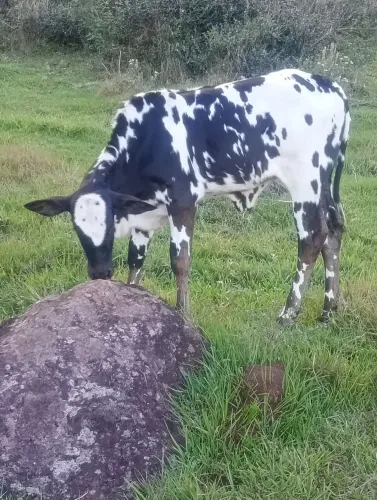 Vendo ou troco por macho