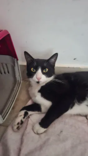 Doação de gata fêmea castrada