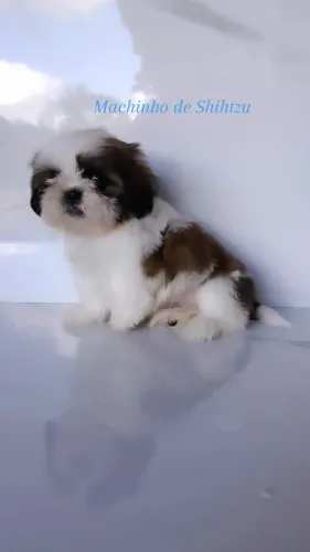 Machinho de Shihtzu