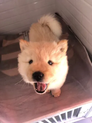 Chow chow parece ursinho importado