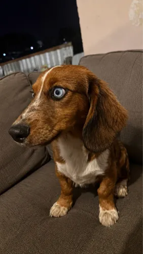 Dachshund Pelo Longo